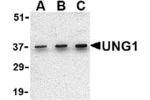 Image no. 2 for anti-Uracil-DNA Glycosylase (UNG) (N-Term) antibody (ABIN318787) (UNG 抗体  (N-Term))