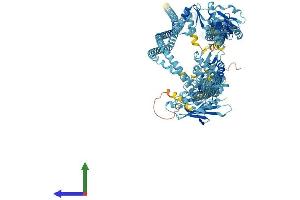 Protein Structure (PS) image for Structural Maintenance of Chromosomes 1A (SMC1A) (AA 1-1233) protein (His tag) (ABIN7564946)
