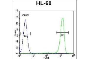 ITIH1 Antibody (Center) (ABIN655628 and ABIN2845107) flow cytometric analysis of HL-60 cells (right histogram) compared to a negative control cell (left histogram). (ITIH1 抗体  (AA 606-635))