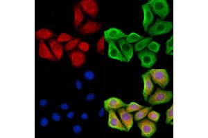 ABIN6262367 and ABIN6278302 staining Hela cells by IF/ICC.