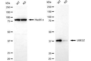 Western blotting analysis using UBE2Z antibody (ABIN7800754). (UBE2Z 抗体)