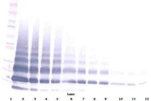 Image no. 4 for anti-Resistin Like beta (RETNLB) antibody (ABIN465490) (RETNLB 抗体)
