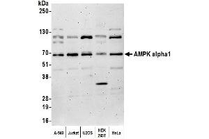 Western Blotting (WB) image for anti-Protein Kinase, AMP-Activated, alpha 1 Catalytic Subunit (PRKAA1) (AA 350-400) antibody (ABIN7453592)