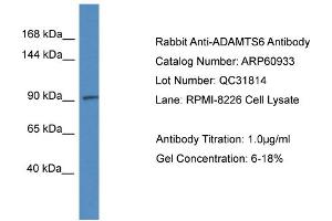Western Blotting (WB) image for anti-ADAM Metallopeptidase with Thrombospondin Type 1 Motif, 6 (ADAMTS6) (C-Term) antibody (ABIN786297) (ADAMTS6 抗体  (C-Term))