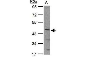 WB Image Sample(30 ug whole cell lysate) A:293T 10% SDS PAGE antibody diluted at 1:1000 (BHLHE40 抗体  (N-Term))