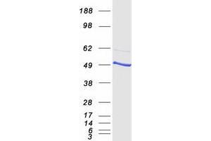 Validation with Western Blot