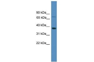Western Blotting (WB) image for anti-Olfactory Receptor, Family 1, Subfamily S, Member 1 (OR1S1) (C-Term) antibody (ABIN2788172)