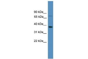WB Suggested Anti-OR1S1 Antibody Titration: 1. (OR1S1 抗体  (C-Term))