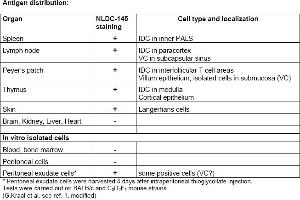 Rat anti CD205 / DEC-205 / LY75 NLDC145 (LY75/DEC-205 抗体)