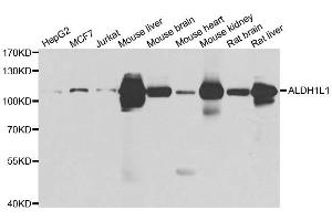 Western blot analysis of extracts of various cell lines, using ALDH1L1 antibody. (ALDH1L1 抗体)