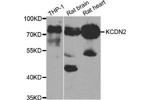 Western Blotting (WB) image for anti-Potassium Voltage-Gated Channel, Shal-Related Subfamily, Member 2 (KCND2) antibody (ABIN1882330) (KCND2 抗体)