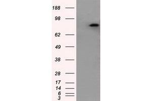 Image no. 1 for anti-Amyloid beta (A4) Precursor Protein (APP) antibody (ABIN1496880) (APP 抗体)
