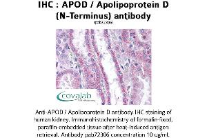 Image no. 1 for anti-Apolipoprotein D (APOD) antibody (ABIN1731878)