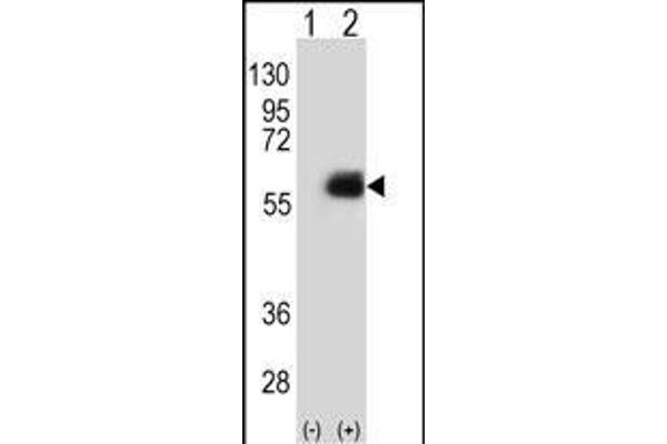 NMT2 antibody  (N-Term)