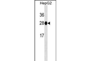 HNMT Antibody ABIN1539865 western blot analysis in HepG2 cell line lysates (35 μg/lane). (HNMT 抗体)