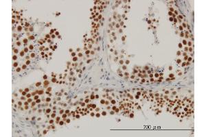 Immunoperoxidase of monoclonal antibody to RBBP6 on formalin-fixed paraffin-embedded human testis. (RBBP6 抗体  (AA 1582-1691))