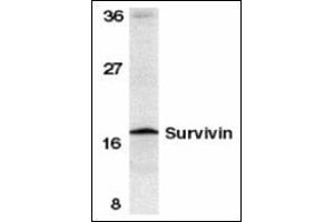 Western blot analysis of survivin in mouse spleen tissue lysate with this product at 1 μg/ml. (Survivin 抗体  (C-Term))