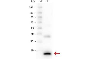 Western Blot of Rabbit anti-Human IL-1ß antibody.