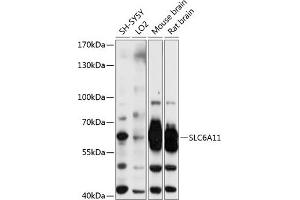 Western blot analysis of extracts of various cell lines, using SLC6 antibody (702) at 1:3000 dilution. (SLC6A11 抗体  (AA 1-60))