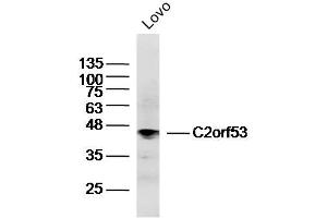 Lovo lysates probed with C2orf53 Polyclonal Antibody, Unconjugated  at 1:300 dilution and 4˚C overnight incubation. (PRR30 抗体  (AA 331-412))
