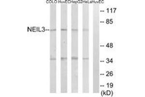 Western blot analysis of extracts from HeLa/HepG2/HuvEc/COLO cells, using NEIL3 Antibody.