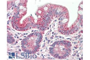 ABIN5539911 (5µg/ml) staining of paraffin embedded Human Small Intestine. (PTCD2 抗体  (AA 214-226))