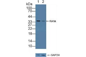 Knockout Varification: Lane 1: Wild-type 293T cell lysate, Lane 2: RANk knockout 293T cell lysate, Predicted MW: 28,32,36,56,65kd Observed MW: 35kd Primary Ab: 1 μg/mL Rabbit Anti-Human RANk Antibody Second Ab: 0. (TNFRSF11A 抗体  (AA 330-615))