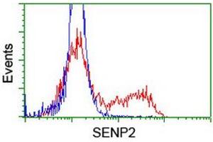 Image no. 2 for anti-SUMO1/sentrin/SMT3 Specific Peptidase 2 (SENP2) (AA 139-523) antibody (ABIN1490923) (SENP2 抗体  (AA 139-523))