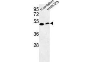 Western Blotting (WB) image for anti-phosphatidylserine Decarboxylase (PISD) antibody (ABIN3003933) (PISD 抗体)