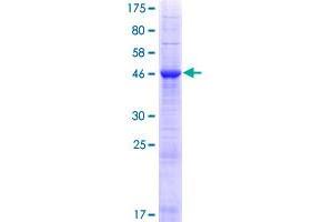 INF2 Protein (AA 1-234) (GST tag)