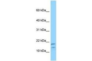 Image no. 1 for anti-Diazepam Binding Inhibitor (DBI) (N-Term) antibody (ABIN6748198) (Diazepam Binding Inhibitor 抗体  (N-Term))