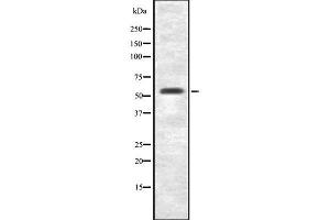 Western blot analysis FZD7 using RAW264. (FZD7 抗体  (C-Term))