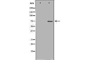 Western blot analysis of HepG2 cell lysate, using PADI4 Antibody. (PAD4 抗体  (N-Term))