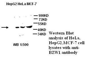 Image no. 2 for anti-Basic Leucine Zipper and W2 Domains 1 (BZW1) antibody (ABIN790909) (BZW1 抗体)