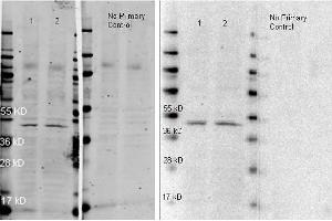 ATTO 647N conjugated anti rabbit antibody was used to detect anti-Beta Actin antibody  lot 26928). (山羊 anti-兔 IgG (Heavy & Light Chain) Antibody (Atto 647N) - Preadsorbed)