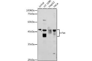 Western blot analysis of extracts of various cell lines, using Fas antibody (ABIN3020738, ABIN3020739, ABIN3020740, ABIN1512896 and ABIN6213700) at 1:1000 dilution. (FAS 抗体  (AA 150-250))