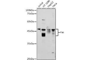 FAS 抗体  (AA 150-250)