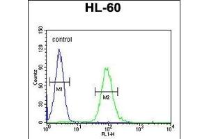 CSF2 Antibody (Center) (ABIN654647 and ABIN2844343) flow cytometric analysis of HL-60 cells (right histogram) compared to a negative control cell (left histogram). (GM-CSF 抗体  (AA 59-85))