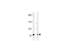 PID/MTA2 Antibody (C-term) (ABIN390610 and ABIN2840922) western blot analysis in Hela cell line and mouse brain tissue lysates (35 μg/lane). (MTA2 抗体  (C-Term))