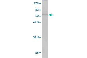 Western Blot detection against Immunogen (67. (CDC37 抗体  (AA 1-378))