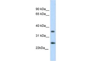 Western Blotting (WB) image for anti-Fas (TNFRSF6)-Associated Via Death Domain (FADD) antibody (ABIN2460186) (FADD 抗体)