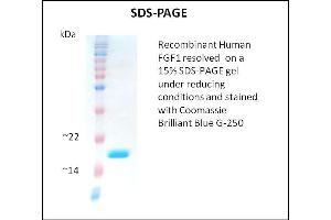 SDS-PAGE (SDS) image for Fibroblast Growth Factor 1 (Acidic) (FGF1) (Active) protein (ABIN5509277) (FGF1 蛋白)