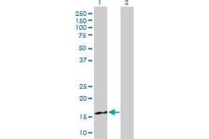 Western Blot analysis of CXCL9 expression in transfected 293T cell line by CXCL9 MaxPab polyclonal antibody.