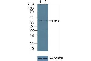 Knockout Varification: Lane 1: Wild-type 293T cell lysate, Lane 2: SMN2 knockout 293T cell lysate, Predicted MW: 32,30,29,27kd Observed MW: 37kd Primary Ab: 1 μg/mL Rabbit Anti-Human SMN2 Antibody Second Ab: 0.