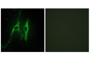 Immunofluorescence (IF) image for anti-Cytochrome b5 (CYTB5) (Internal Region) antibody (ABIN1850420) (Cytochrome b5 (CYTB5) (Internal Region) 抗体)