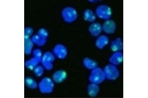 HeLa cells stained with AF488 labeled Nucleolin antibody. (Nucleolin 抗体)