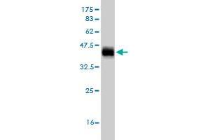 Western Blot detection against Immunogen (36. (EGR1 抗体  (AA 444-543))