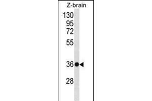 HOXD10 Antibody (C-term) (ABIN656539 and ABIN2845803) western blot analysis in zebra fish brain tissue lysates (35 μg/lane). (HOXD10 抗体  (C-Term))