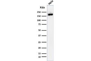 Western Blot Analysis of HeLa cell lysate using Podocalyxin Monoclonal Antibody (2A4). (PODXL 抗体  (Extracellular Domain))
