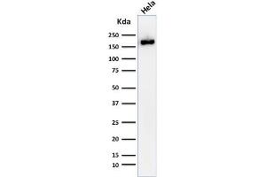 Western Blot Analysis of HeLa cell lysate using Podocalyxin Monoclonal Antibody (2A4).